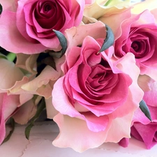 Pink, roses