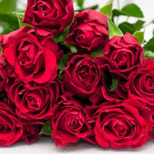 Red, roses