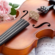 roses, violin, Tunes