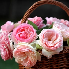 wicker, Pink, roses, basket