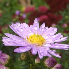 Aster, droplets, Rosy, Violet