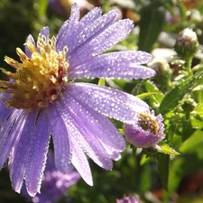 Aster, droplets, Rosy, Violet