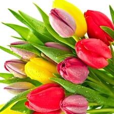 color, drops, Rosy, Tulips