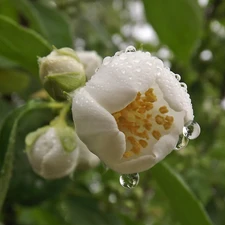 Rosy, Leaf, jasmine, drops, Colourfull Flowers