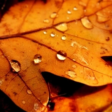 Yellow, drops, Rosy, Leaf