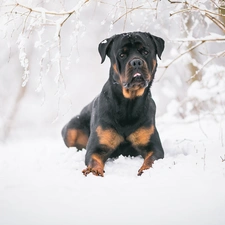 dog, snow, Twigs, Rottweiler