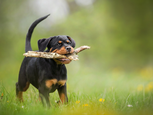 stick, Puppy, grass, Rottweiler, dog, Meadow, Flowers