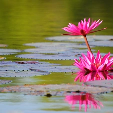 rouge, Lily, water