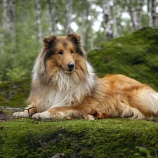 Mossy, trees, dog, viewes, forest, Rocks, Collie rough