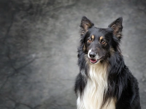 muzzle, dog, Collie rough