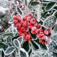 rowan, frozen, Fruits