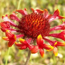 gaillardia aristata, Colourfull Flowers, Close