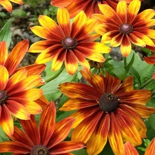 Flowers, Yellow Honda, Rudbeckia, orange