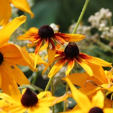 Rudbeckia, Yellow, Flowers