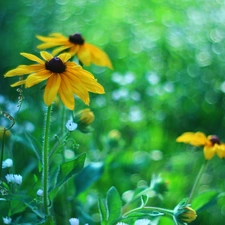 Rudbeckia, Yellow, Flowers