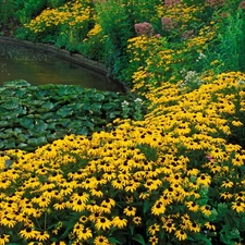 Nenufary, Flowers, Rudbeckia brilliant