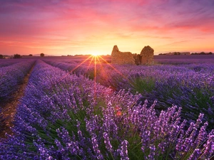 trees, viewes, rays of the Sun, ruin, Sunrise, lavender, Field, house