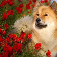 papavers, dog, Rurasier Spitz