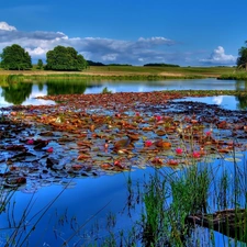 rushes, lake, lilies