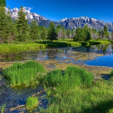 Mountains, lake, rushes, forest