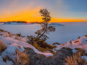 Sunrise, pine, Karelia, VEGETATION, winter, Lake Ladoga, Russia