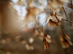 Noses, Samaras, Fruits, maple, withered