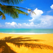 Sand, Palm, Beaches