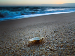 Sand, shell, Beaches