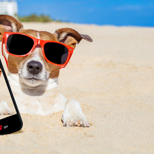 Sand, Jack Russell Terrier, Selfie, Funny, Telephone, Glasses