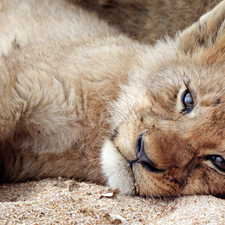 lion, Sand, Lion, lying, small