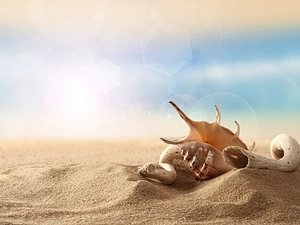 Sand, Shells