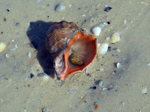 Sand, sea, Shells