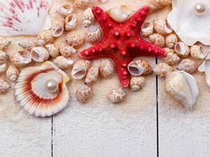 Shells, Sand, Shells, Pearl, starfish