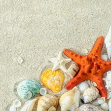 Sand, Shells, starfish