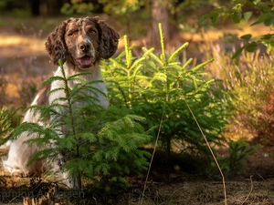 Sapling, English Springer Spaniel, Meadow, forest, dog, Spruces, Flowers