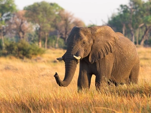 savanna, Elephant, grass