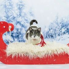 cat, sledge, Scarf, winter