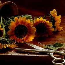 scissors, bouquet, sunflowers