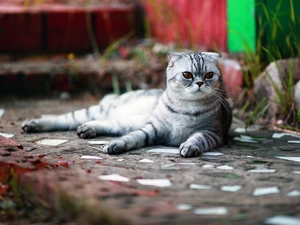 Scottish Fold Cat