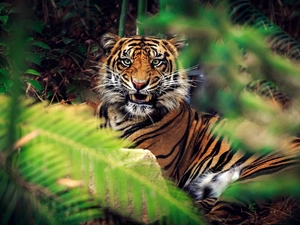 scrub, tiger, canines