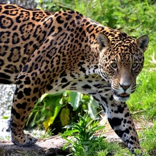Jaguar, cat, scrub, wild