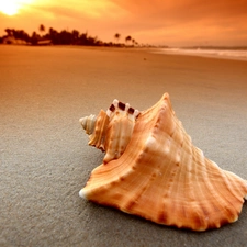 sea, shell, Beaches