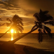 sea, Beaches, sun, Palms, west