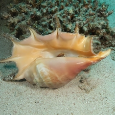 sea, shell, bottom