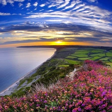 sea, Flowers, sun, field, west