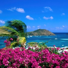 Saint Martin, Flowers, sea, Island