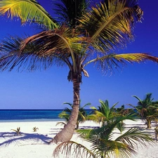 sea, Beaches, Palms