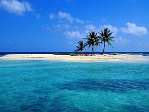 sea, Islet, Palms