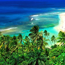 sea, Sand, Palms