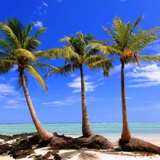 sea, Three, Palms